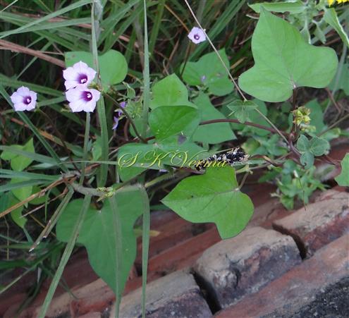  Flowering Shoot with trilobed leaves